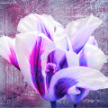 01 - Transformations _Tulipa Exotica (Natalia Shields)