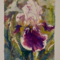 00001-Iris (Mary Powley)